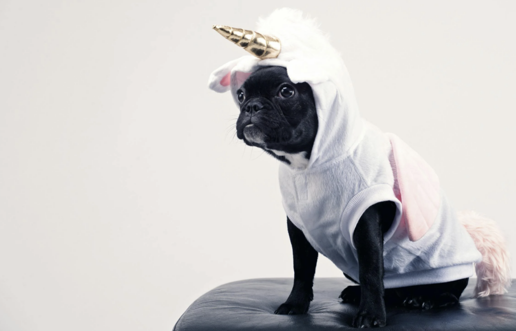 boston-terrier-wearing-unicorn-pet-costume