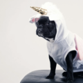 boston-terrier-wearing-unicorn-pet-costume